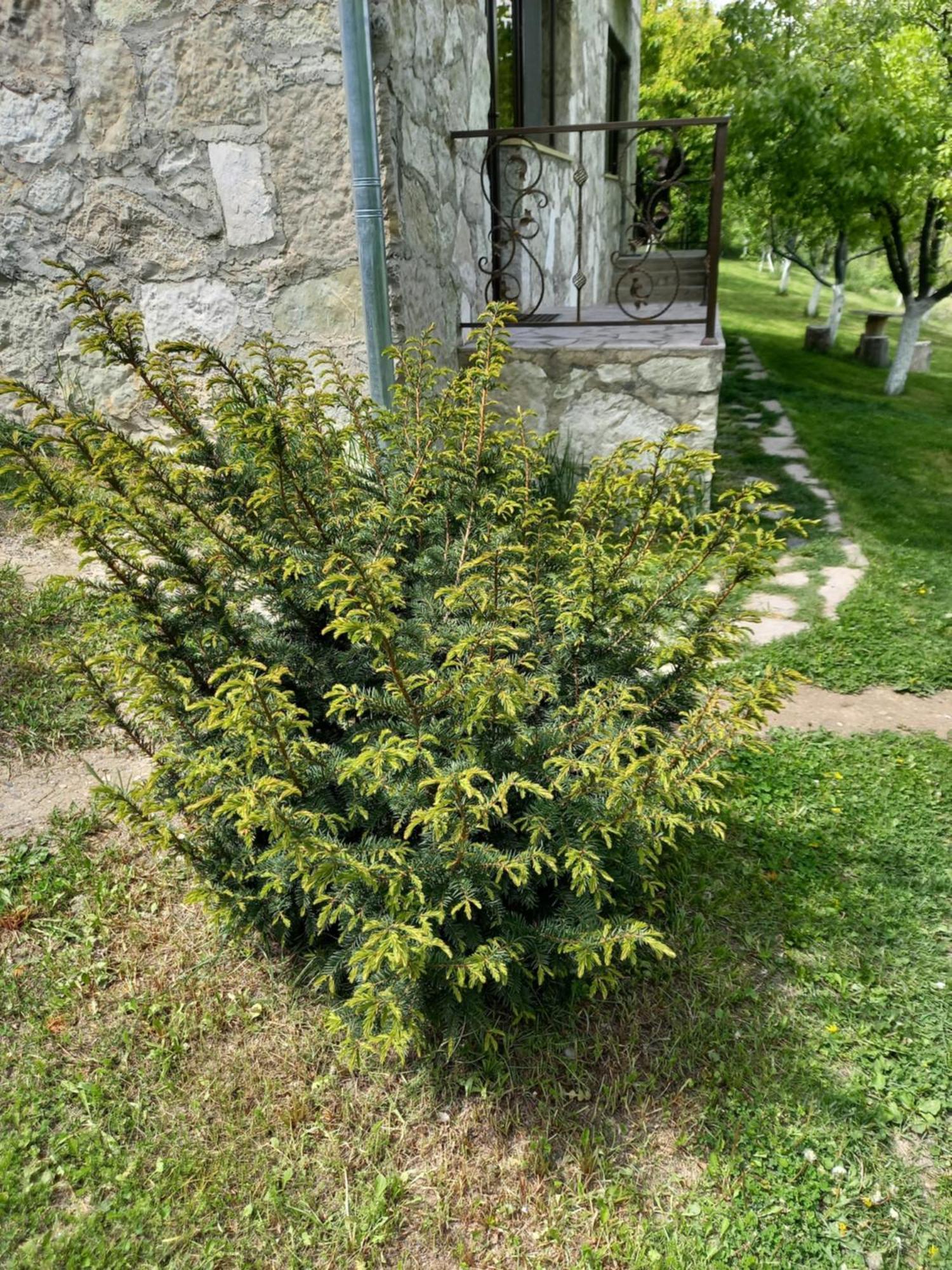 Guest House Ijevan'S Garden Exterior foto